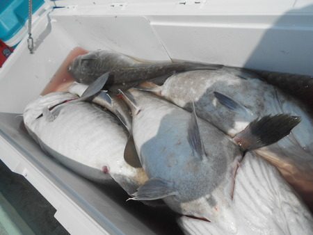 こうゆう丸 釣果