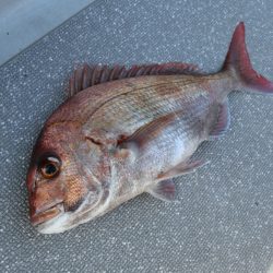 まるいち丸 ZERO-1 釣果