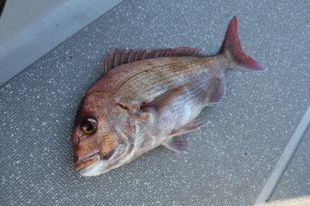 まるいち丸 ZERO-1 釣果