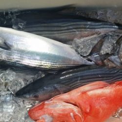 第五慶門丸 釣果