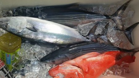 第五慶門丸 釣果