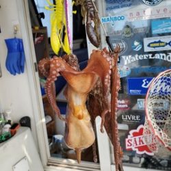 遊漁船 ニライカナイ 釣果