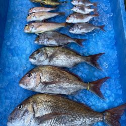 まるいち丸 ZERO-1 釣果