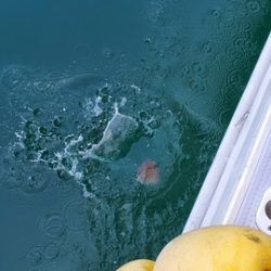 遊漁船 ニライカナイ 釣果