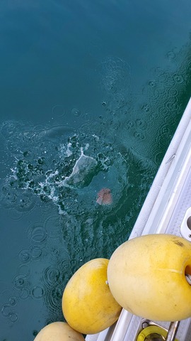 遊漁船 ニライカナイ 釣果