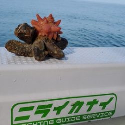 遊漁船 ニライカナイ 釣果