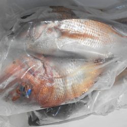 こうゆう丸 釣果