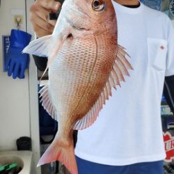 遊漁船 ニライカナイ 釣果