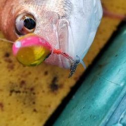 遊漁船 ニライカナイ 釣果