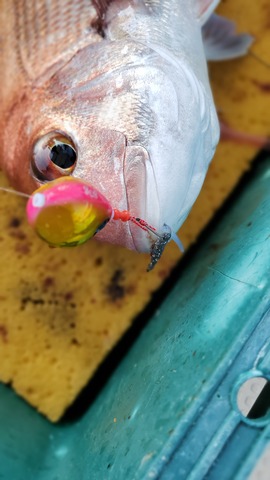 遊漁船 ニライカナイ 釣果