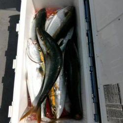 ファイヤードルフィン 釣果