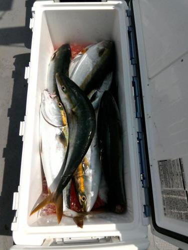 ファイヤードルフィン 釣果