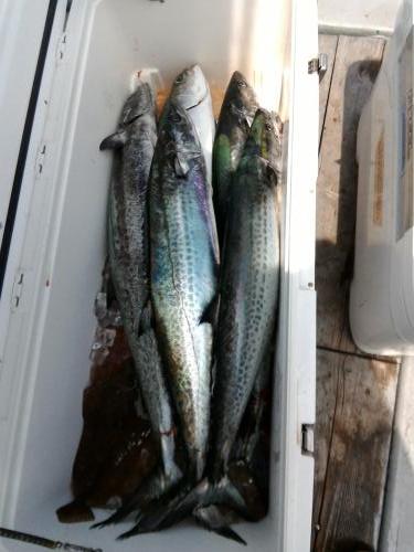 ファイヤードルフィン 釣果