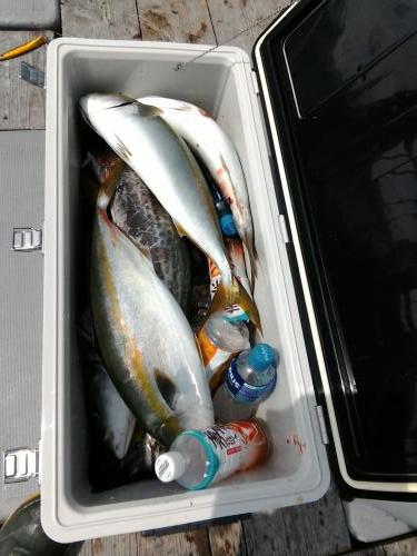 ファイヤードルフィン 釣果