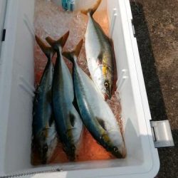 ファイヤードルフィン 釣果