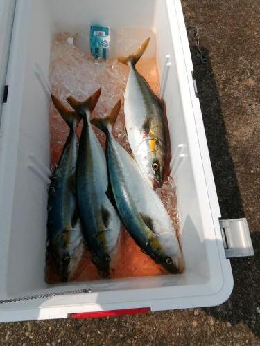 ファイヤードルフィン 釣果