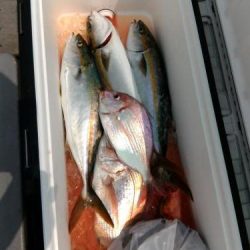 ファイヤードルフィン 釣果