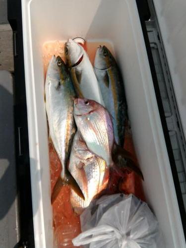 ファイヤードルフィン 釣果