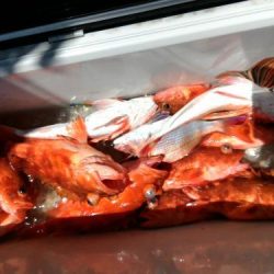 ファイヤードルフィン 釣果