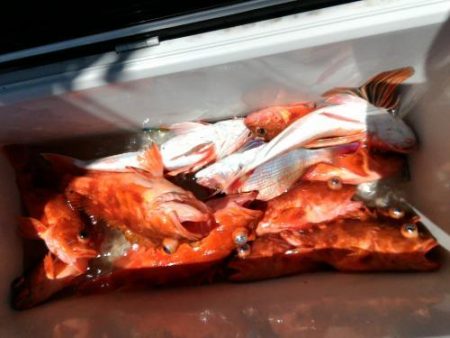 ファイヤードルフィン 釣果