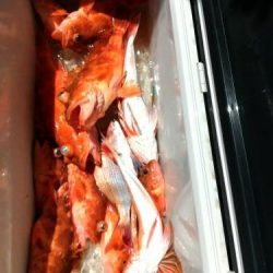 ファイヤードルフィン 釣果