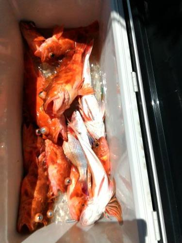 ファイヤードルフィン 釣果