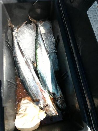 ファイヤードルフィン 釣果