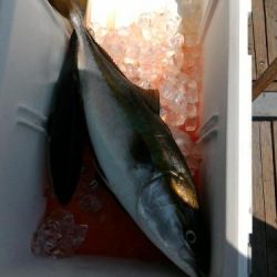 ファイヤードルフィン 釣果