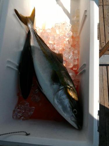 ファイヤードルフィン 釣果