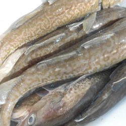 こうゆう丸 釣果