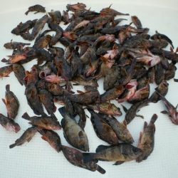 TOPGUN名古屋 釣果