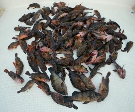 TOPGUN名古屋 釣果