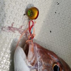 遊漁船 ニライカナイ 釣果