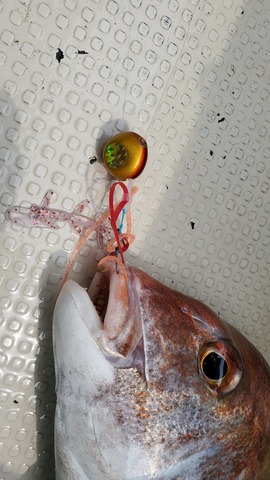 遊漁船 ニライカナイ 釣果