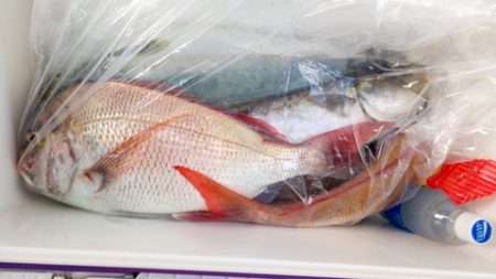 弘福丸 釣果