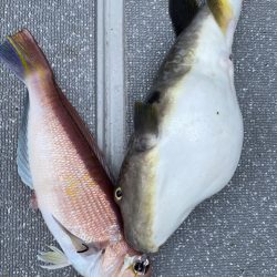 まるいち丸 ZERO-1 釣果