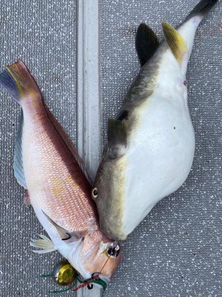 まるいち丸 ZERO-1 釣果