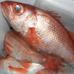 こうゆう丸 釣果