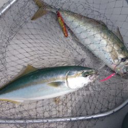 弘福丸 釣果
