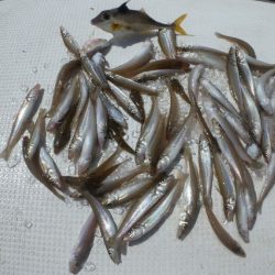 TOPGUN名古屋 釣果