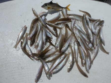 TOPGUN名古屋 釣果