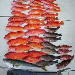 TOPGUN名古屋 釣果