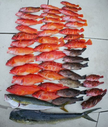 TOPGUN名古屋 釣果