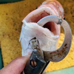 遊漁船 ニライカナイ 釣果