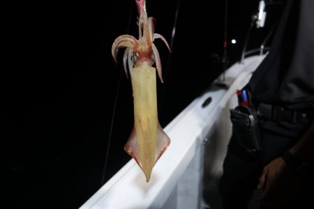 まるいち丸 ZERO-1 釣果