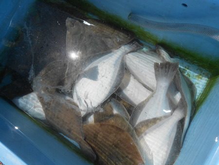 こうゆう丸 釣果