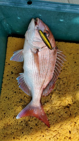 遊漁船 ニライカナイ 釣果