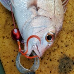 遊漁船 ニライカナイ 釣果