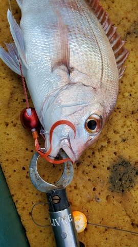 遊漁船 ニライカナイ 釣果