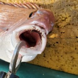 遊漁船 ニライカナイ 釣果